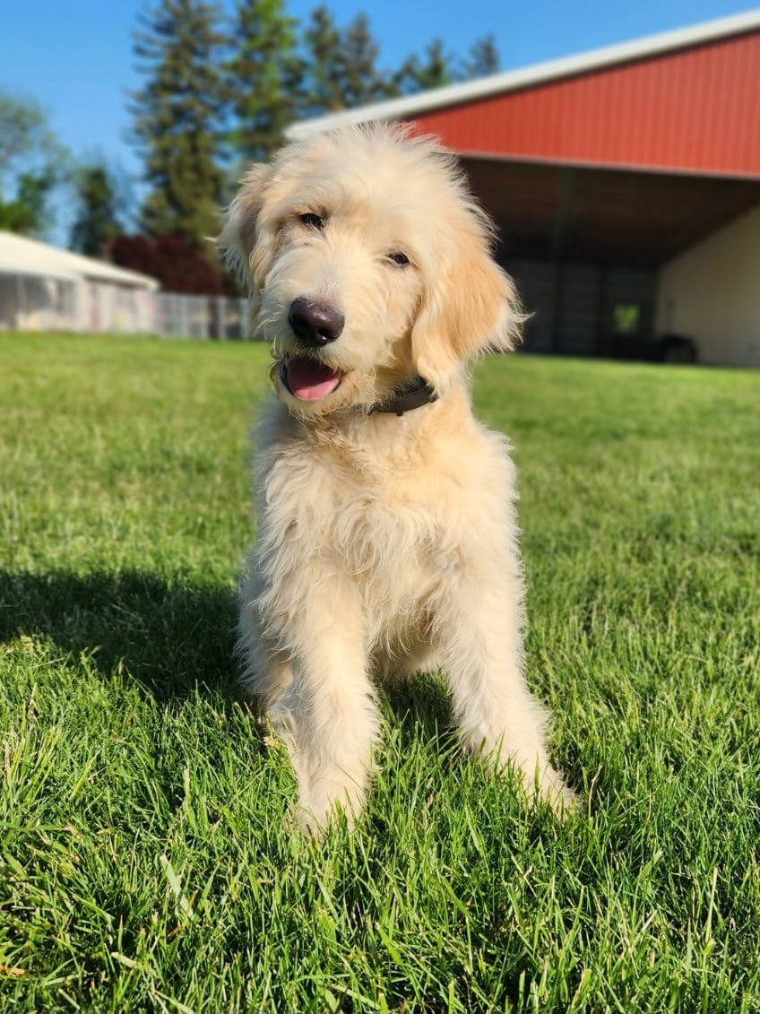 Recent Dog Training Graduates - Peacock Bridge Dog Training